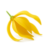 Ylang ylang