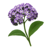 Heliotrope