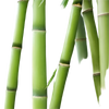 Bamboo