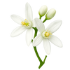 Orange blossom