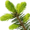 أصماغ التنوب