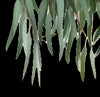 Eucalyptus