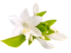 Tuberose