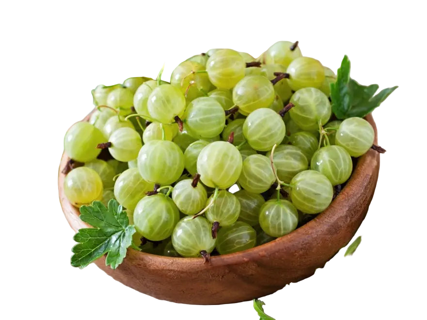 عنب الثعلب