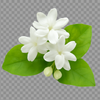 Jasmine