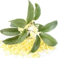 الاسمونثس