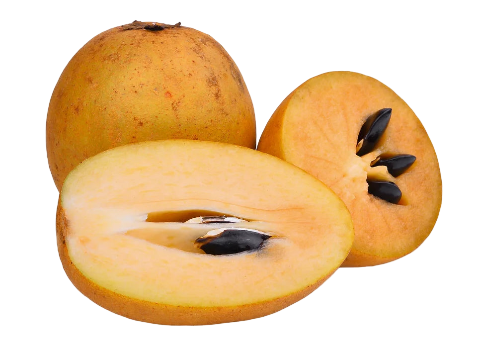 سبوتة