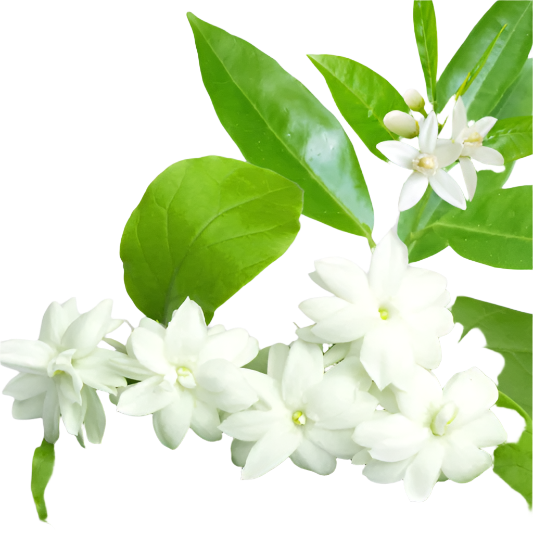 موجان
