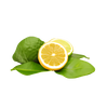 Calabrian bergamot