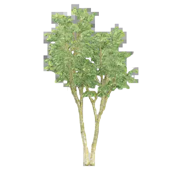 أشجار الجراد أسود