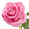 ورد غراس