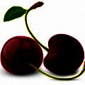 كرز أسود