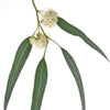 الأوكاليبتوس