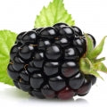 التوت الأسود