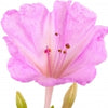 ميرابيلاس